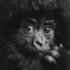 Un gorila bebé en blanco y negro aferrado a su madre_ATAI