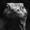Primer plano en blanco y negro de un dragón de Komodo_ATAI