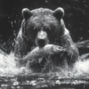 ATAI0209_ATAI_Imagen en blanco y negro de un oso cazando peces en el río feroz Imagen en blanco y negro de un oso cazando peces en el río feroz_ATAI