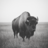 Imagen en blanco y negro de un bisonte pastando en el campo_ATAI