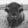 Imagen en blanco y negro de un bisonte pastando en el campo tranquilo_ATAI