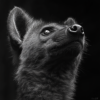 Imagen en blanco y negro de una hiena concentrada en su presa_ATAI