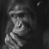 Primer plano en blanco y negro de un chimpancé_ATAI