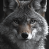 Coyote en blanco y negro, con su rostro y parte superior del cuerpo_ATAI