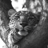 ATAI0235_ATAI_Leopardo en blanco y negro descansando en un árbol Leopardo en blanco y negro descansando en un árbol_ATAI