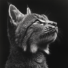 Lince en blanco y negro con su cabeza y parte del cuerpo_ATAI