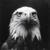 Retrato impactante en blanco y negro de un águila calva_ATAI