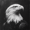 Retrato impactante en blanco y negro de un águila calva vigilante_ATAI
