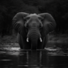 Elefante en blanco y negro bebiendo agua_ATAI