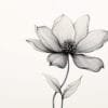 Flor de Porcelana, arte sin mockup